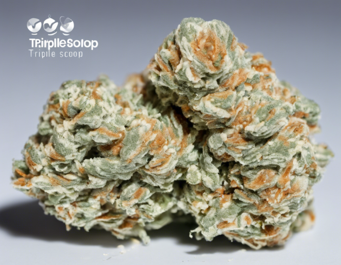 Experience the Triple Scoop Strain A Sweet and Potent Delight